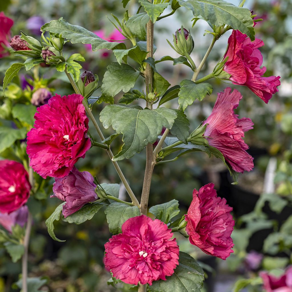 Hibiscus syriacus Ruby Chiffon - Tuinhibiscus