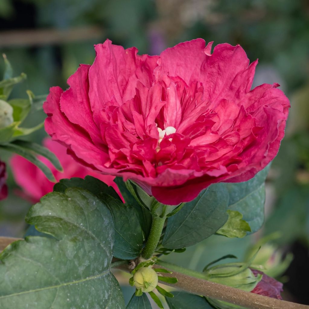 Hibiscus syriacus Ruby Chiffon - Tuinhibiscus