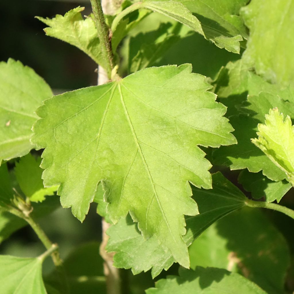 Hibiscus syriacus Shintaeyang - Tuinhibiscus