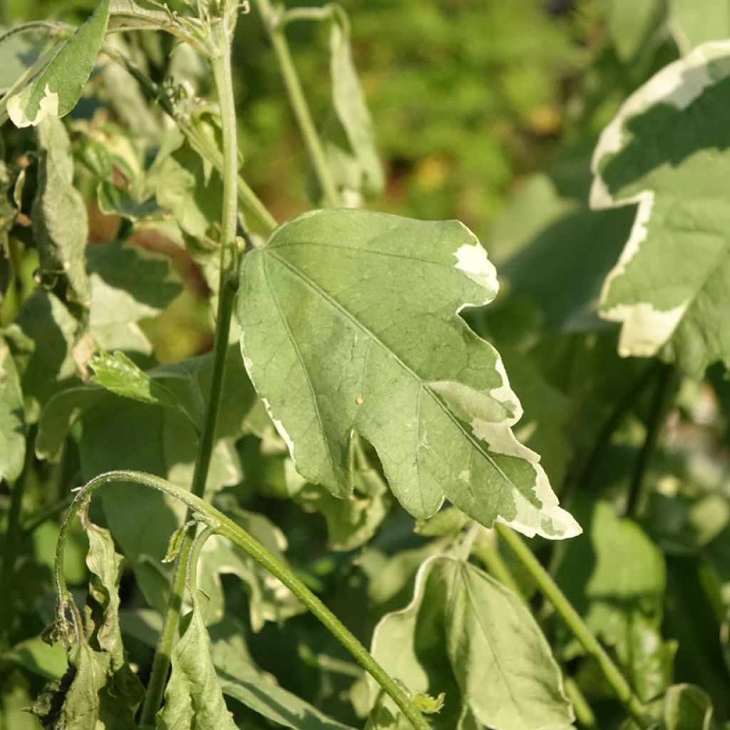 Hibiscus syriacus Sugar Tip - Tuinhibiscus