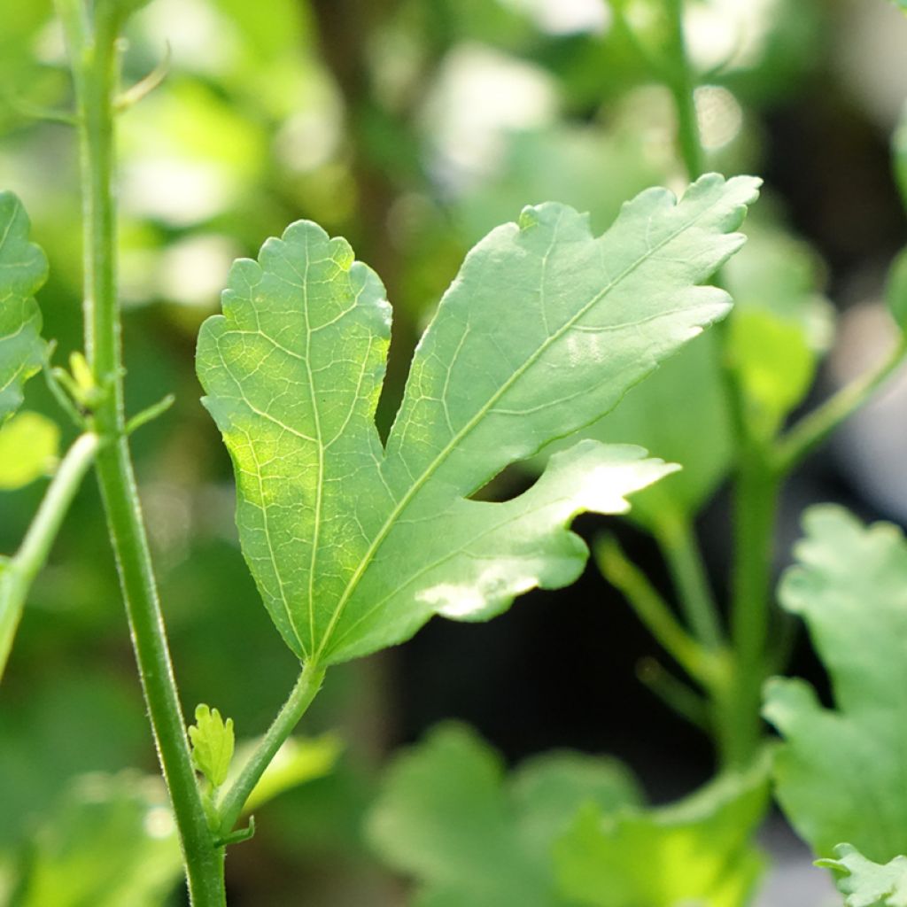 Hibiscus syriacus Ultramarine - Tuinhibiscus