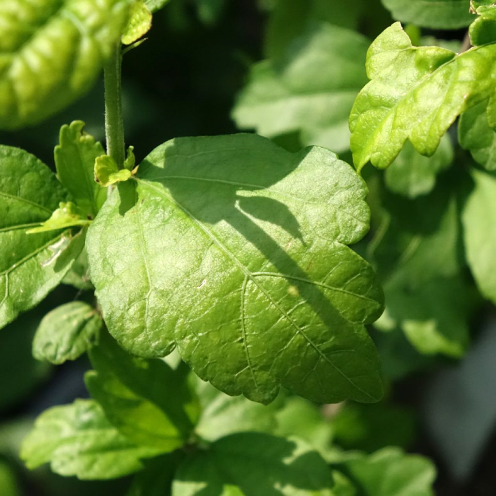 Hibiscus syriacus Ultramarine - Tuinhibiscus