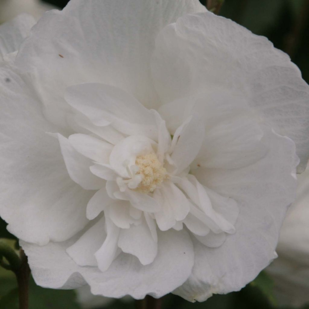 Hibiscus syriacus White Chiffon - Tuinhibiscus