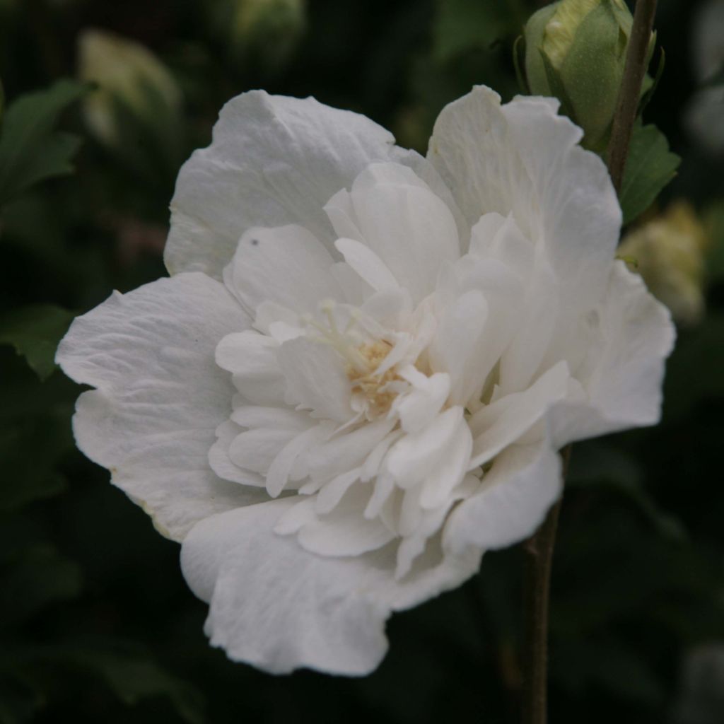 Hibiscus syriacus White Chiffon - Tuinhibiscus