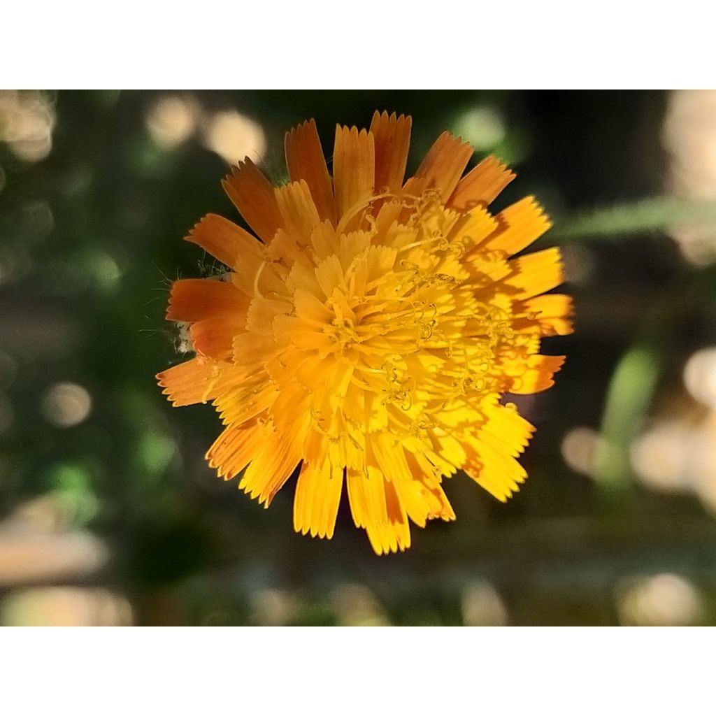 Hieracium aurantiacum - Oranje havikskruid