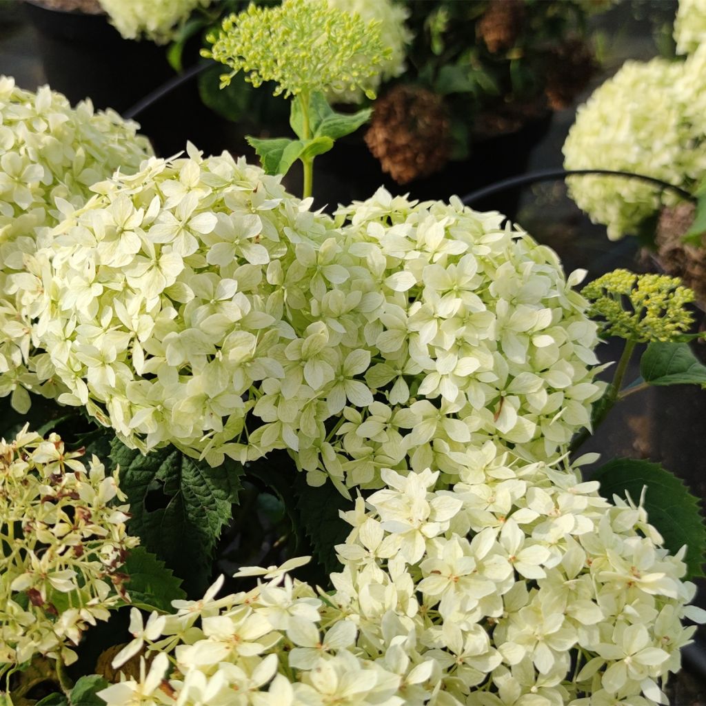 Hydrangea arborescens BellaRagazza Limetta - Struikhortensia