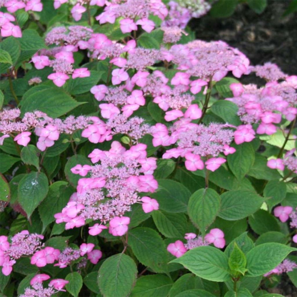 Hydrangea serrata Avelroz Dolmyf - Berghortensia