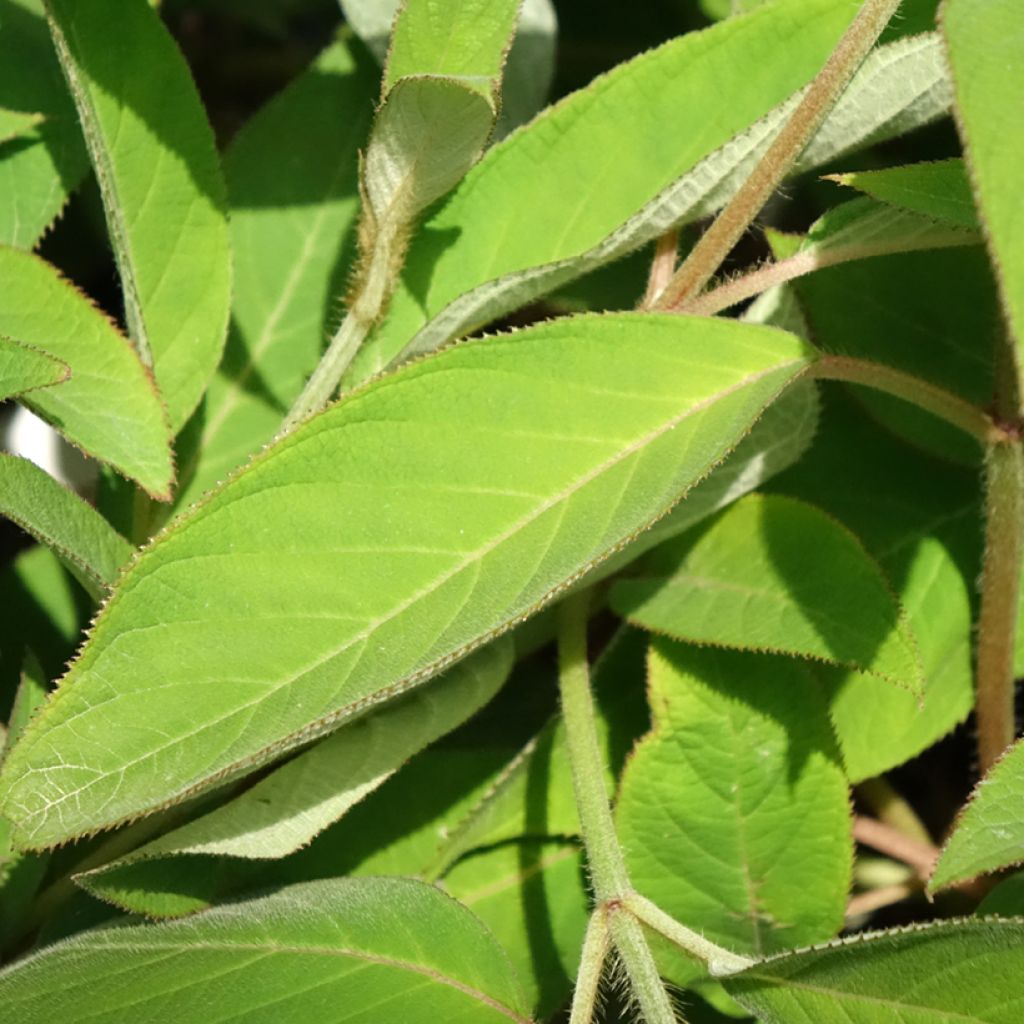 Hydrangea aspera Velvet & Lace - Fluweelhortensia
