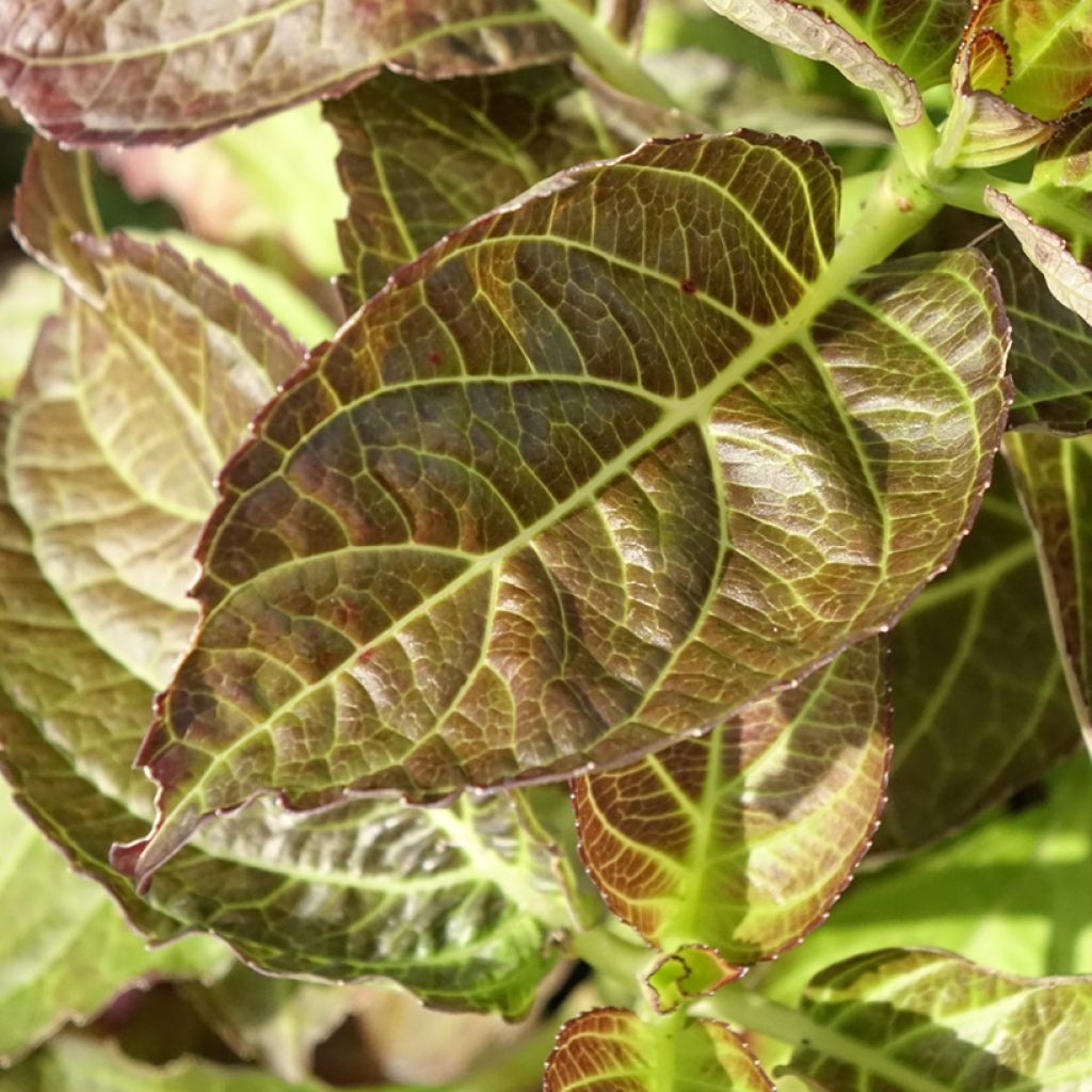 Hydrangea macrophylla Benthe - Bolhortensia