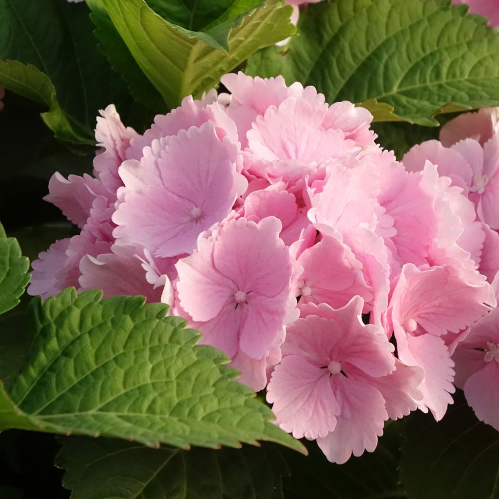 Hydrangea macrophylla Everbloom Pink Wonder - Boerenhortensia