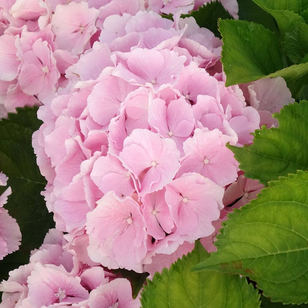 Hydrangea macrophylla Everbloom Pink Wonder - Boerenhortensia