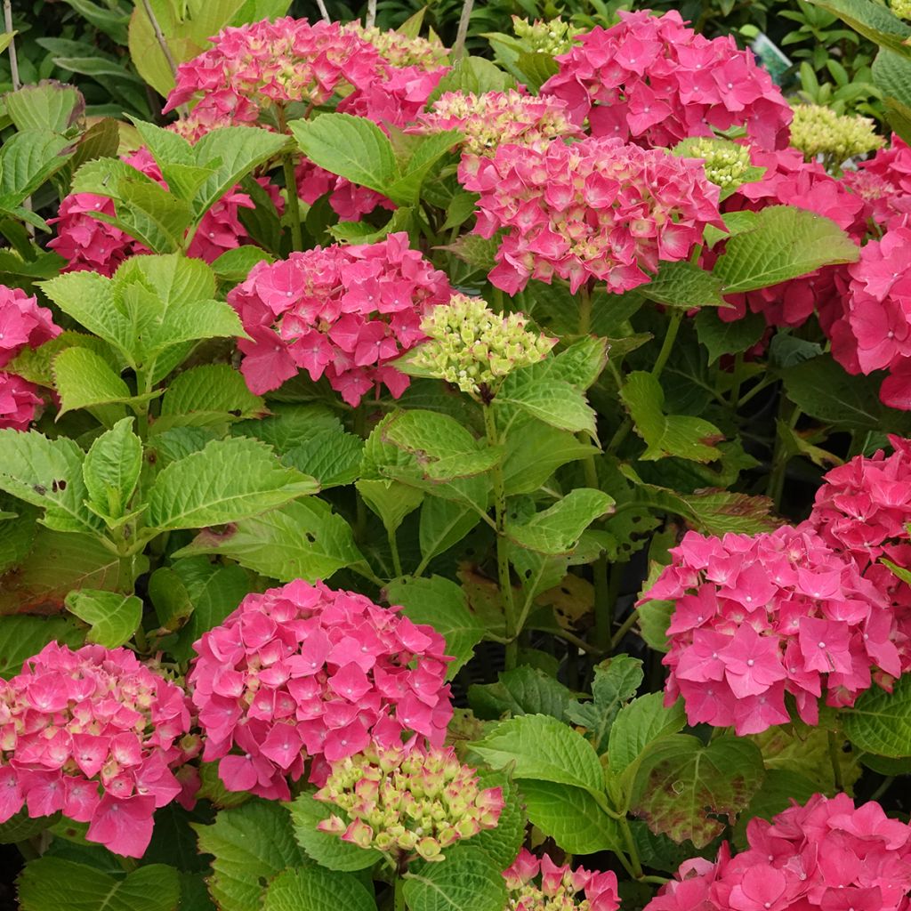 Hydrangea macrophylla Glowing Amber - Boerenhortensia