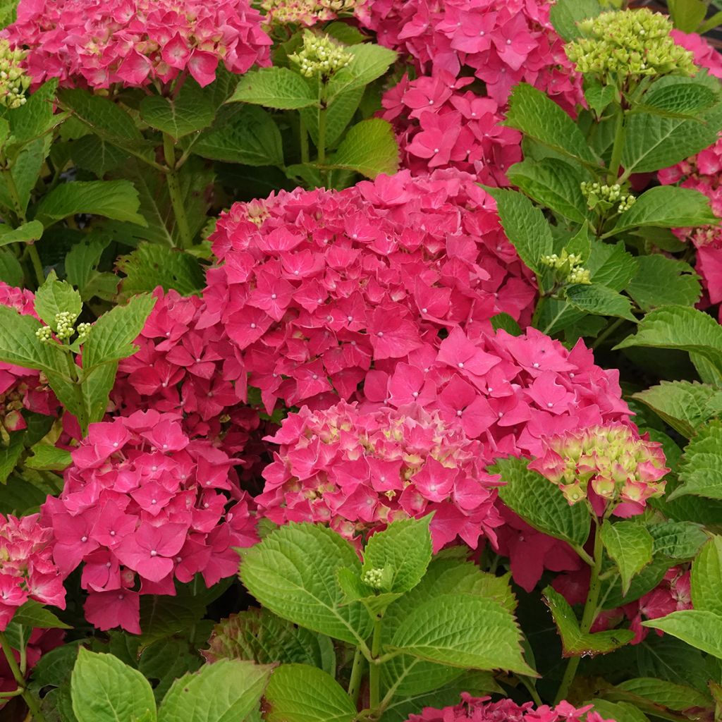 Hydrangea macrophylla Glowing Amber - Boerenhortensia