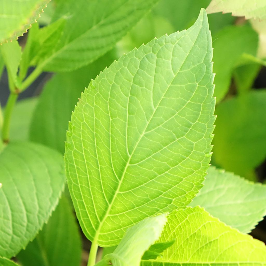 Hydrangea macrophylla Glowing Amber - Boerenhortensia
