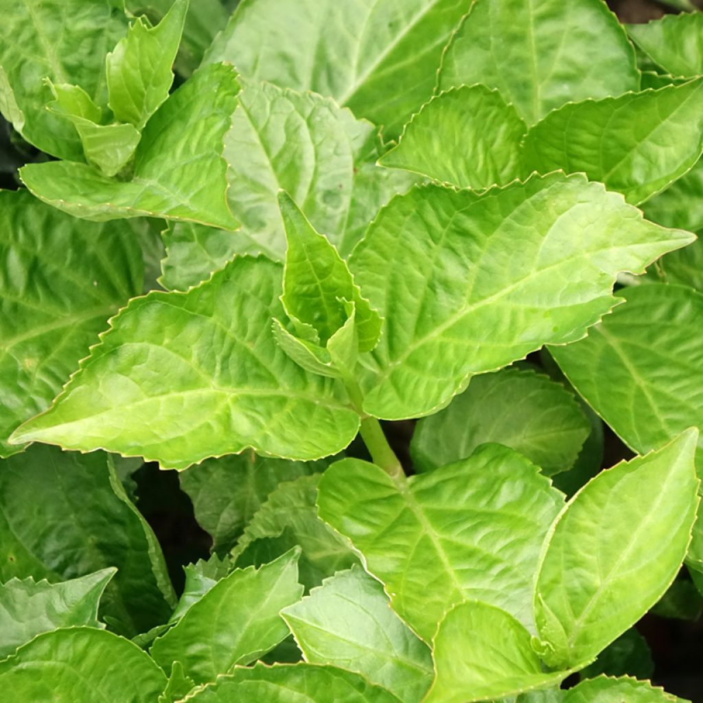 Hydrangea macrophylla Immaculata - Hortensia