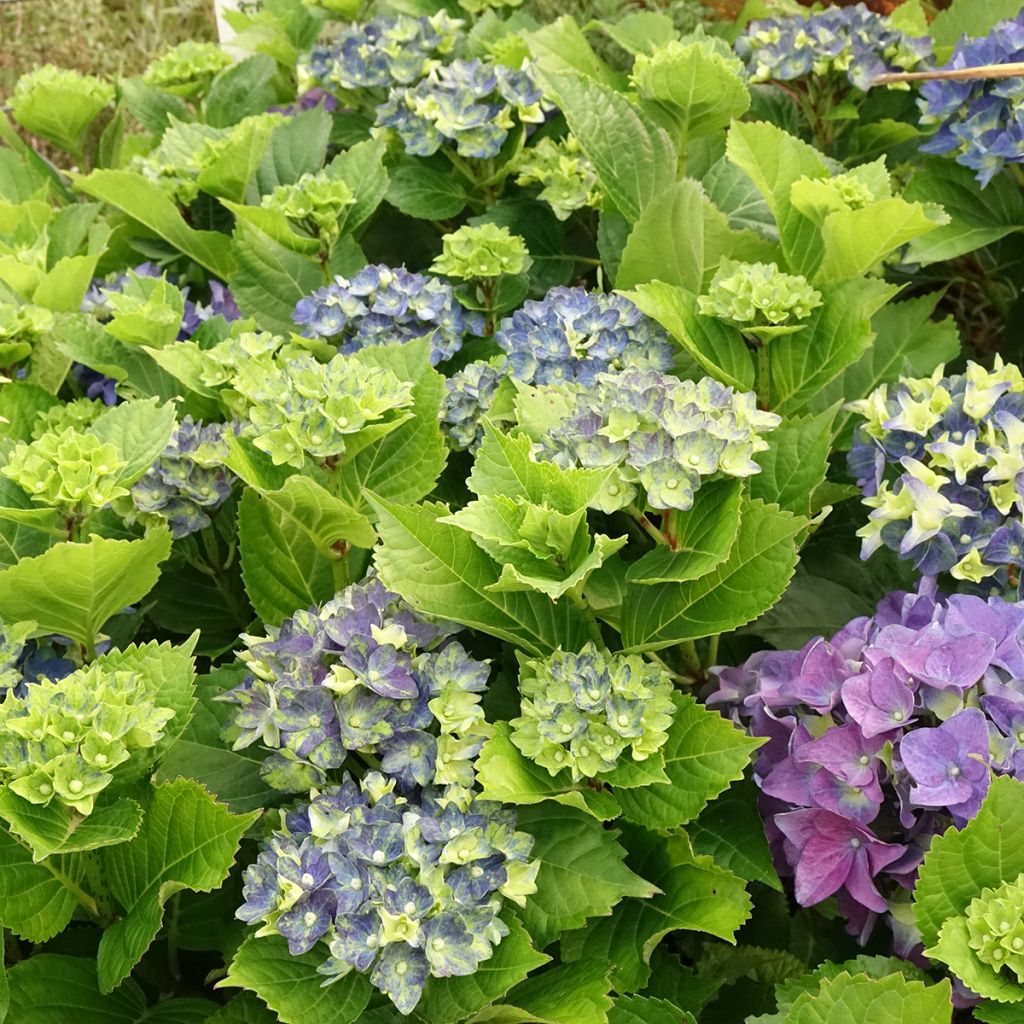 Hydrangea macrophylla Lady Mata Hari - Bolhortensia
