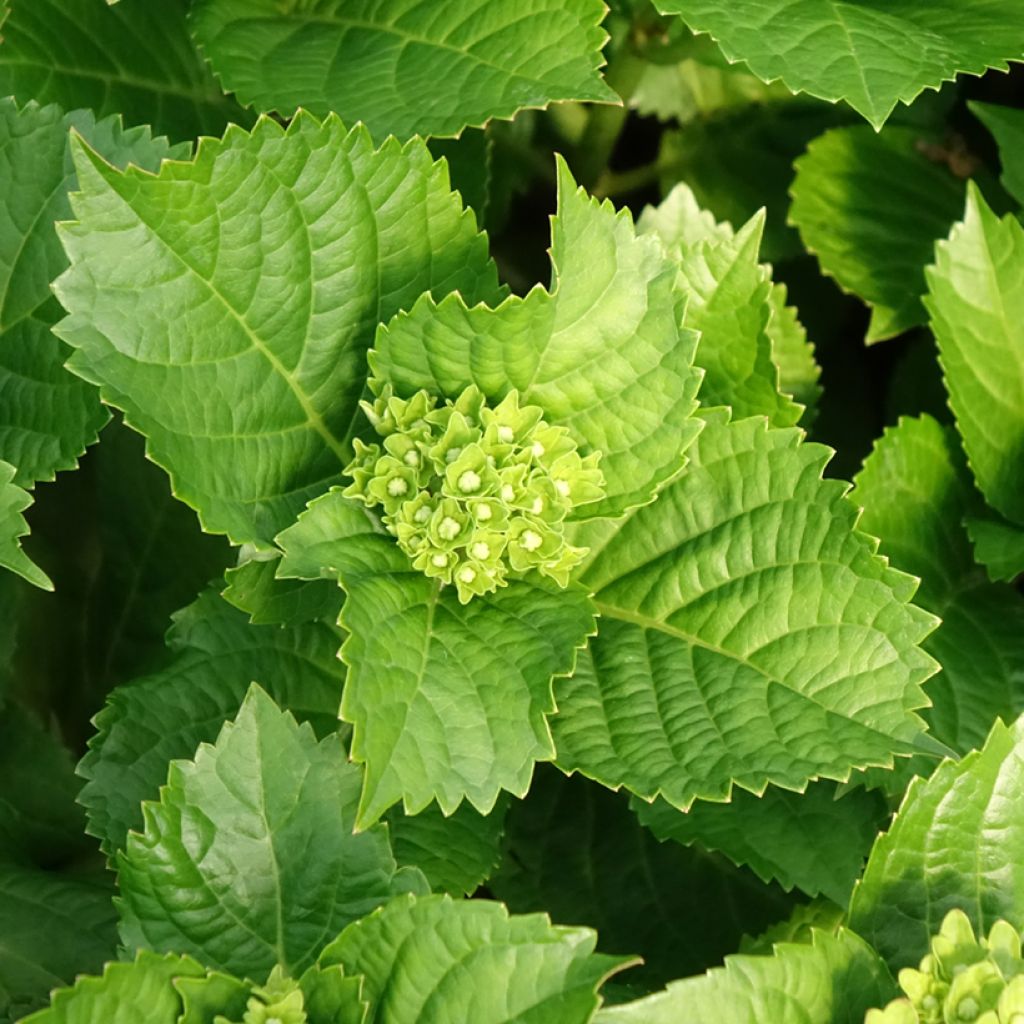 Hydrangea macrophylla Lady Mata Hari - Bolhortensia