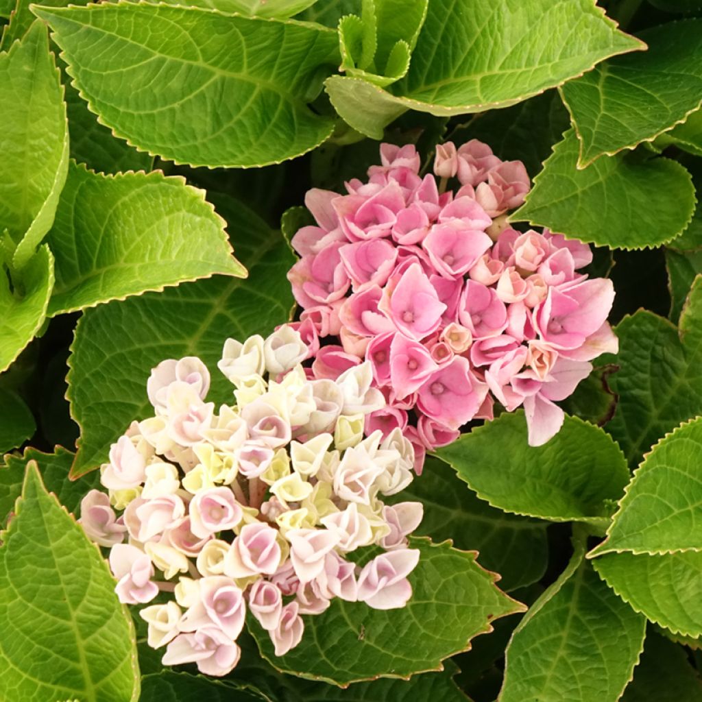 Hydrangea macrophylla Magical Coral - Bolhortensia roze