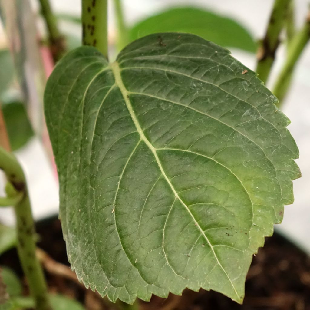 Hydrangea macrophylla Magical Jewel - Bolhortensia roze