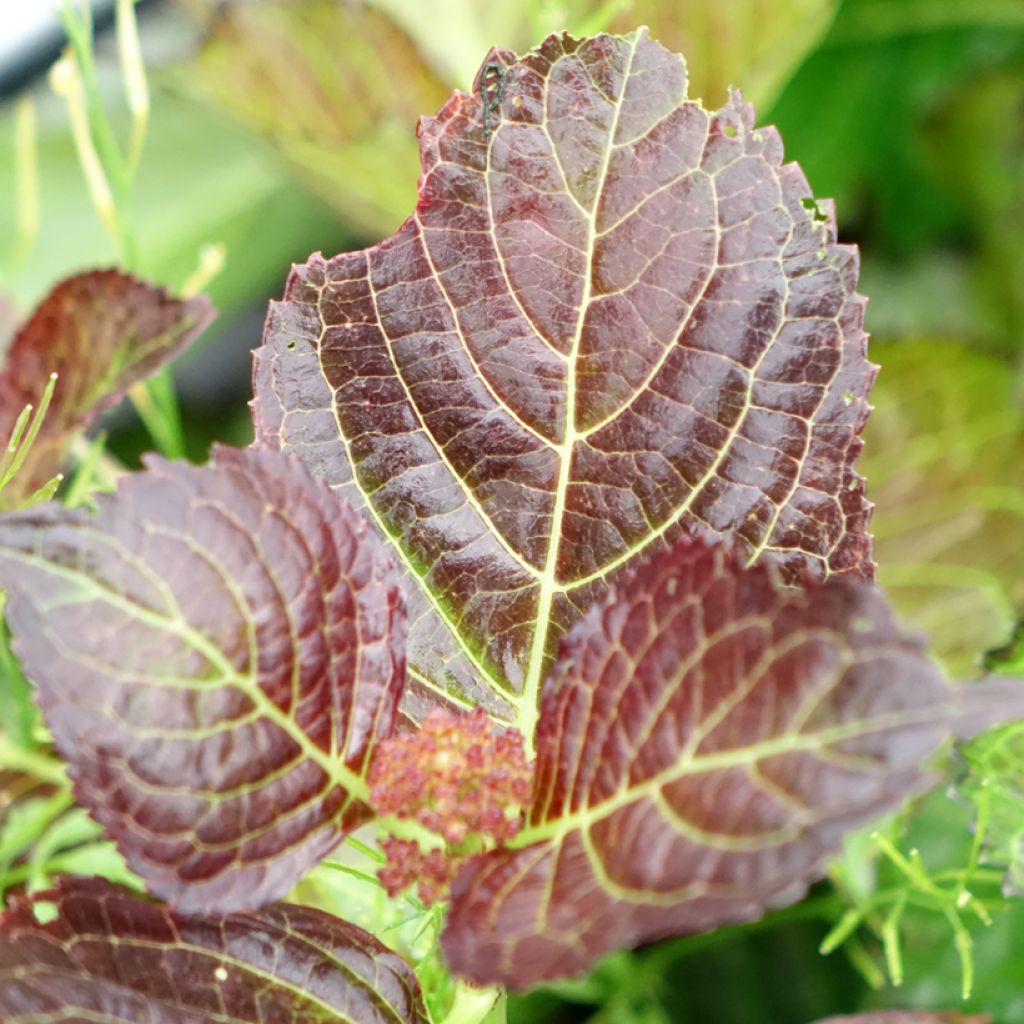 Hydrangea macrophylla Dutch Ladies Selma - Bolhortensia