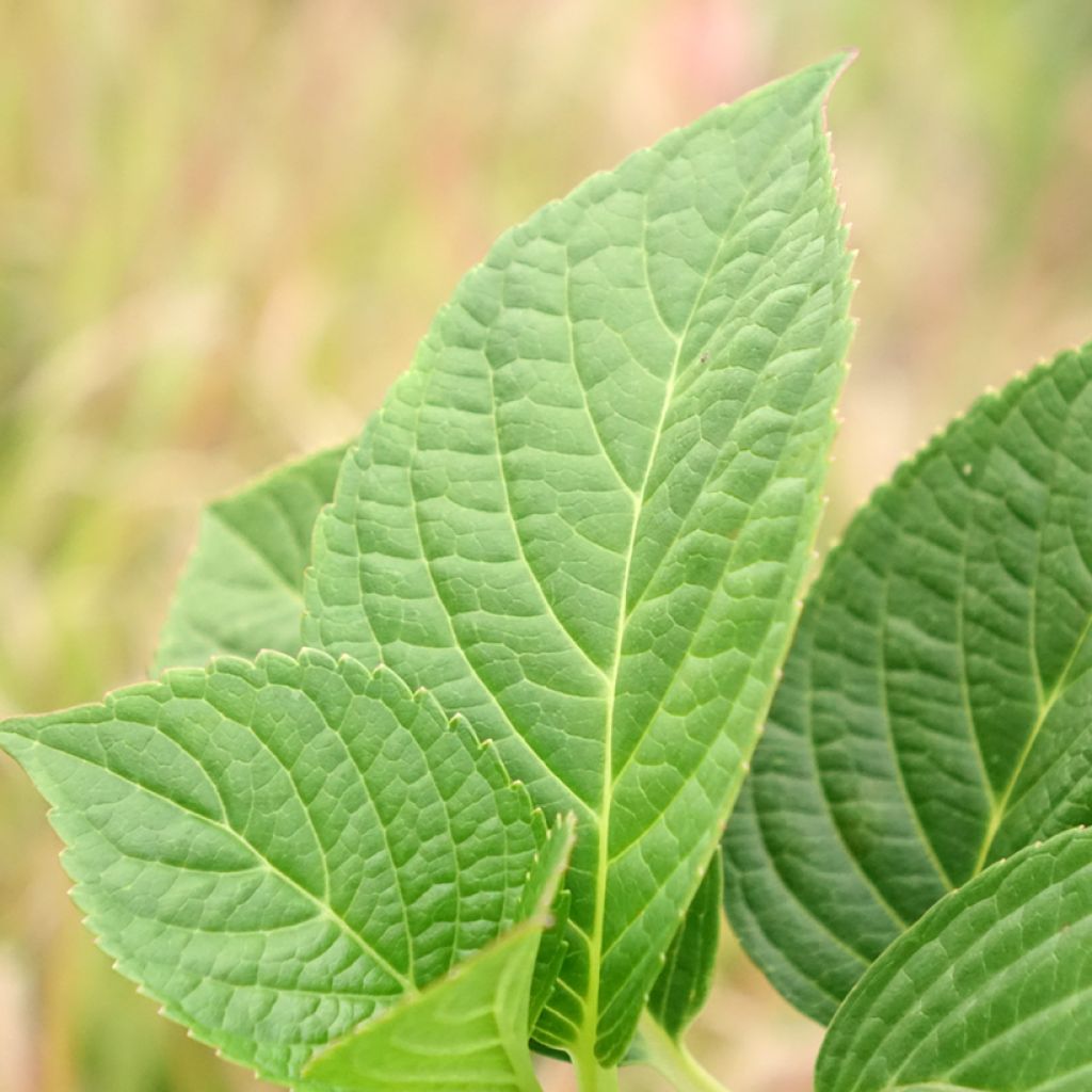Hydrangea macrophylla Tinkerbell - Schermhortensia