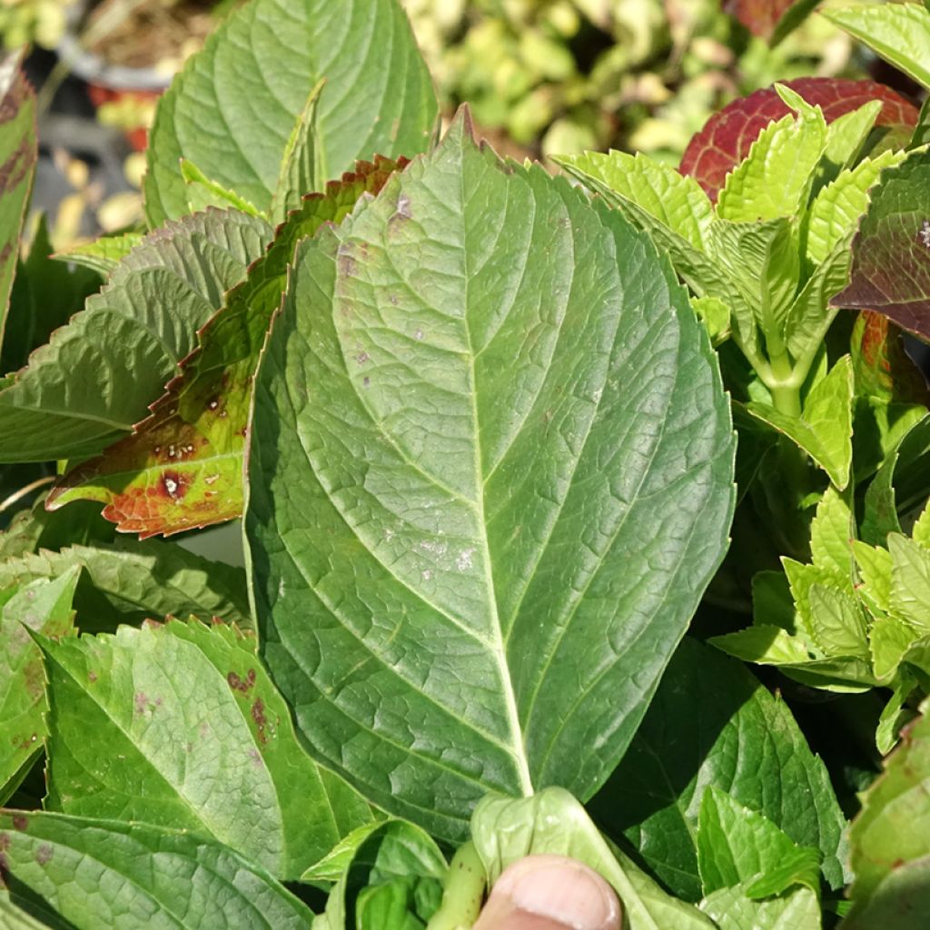 Hydrangea macrophylla Youme H1917 LOVE - Hortensia