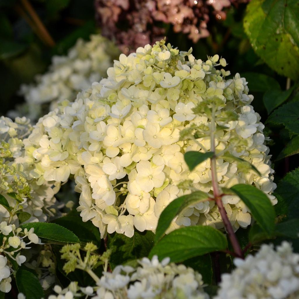 Hydrangea paniculata Bobo - Dwergpluimhortensia