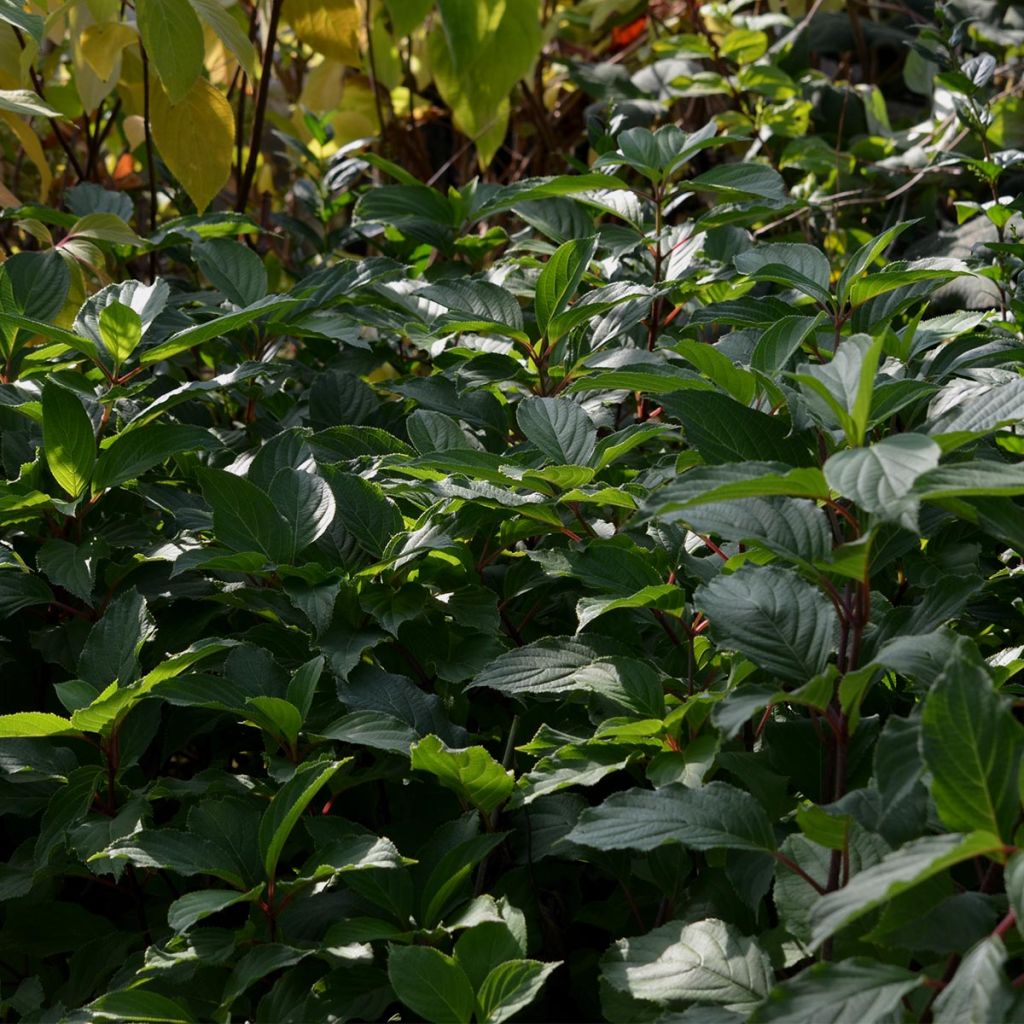 Hydrangea paniculata Great Star Le Vasterival - Pluimhortensia