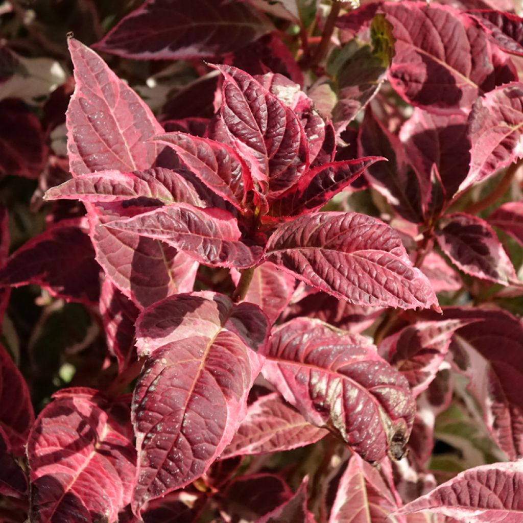 Hydrangea serrata Euphoria Pink - Berghortensia