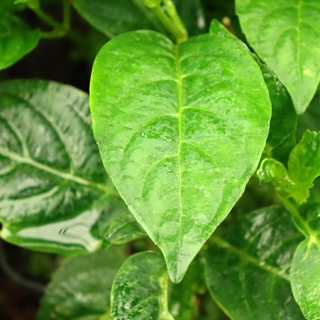 Hydrangea serrata Impératrice Eugénie - Bolhortensia