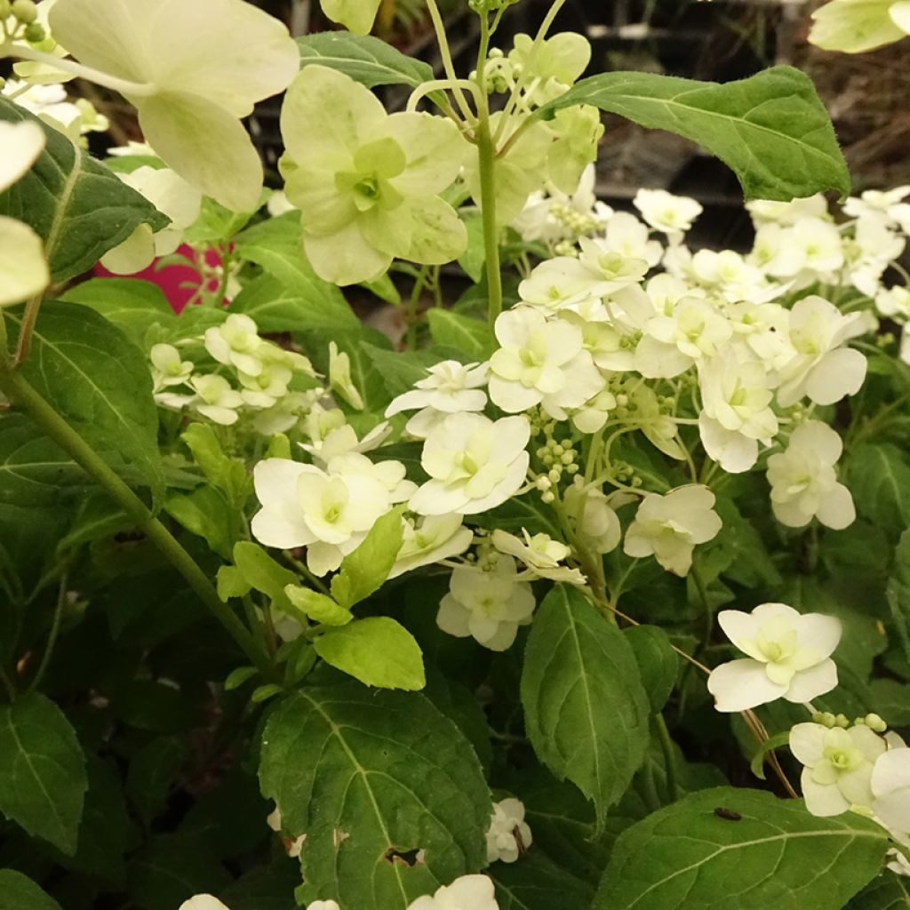 Hydrangea serrata White on White - Bolhortensia