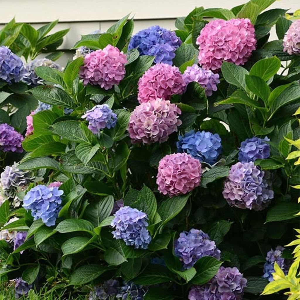 Hydrangea macrophylla L.A Dreamin Lindesy Ann - Bolhortensia
