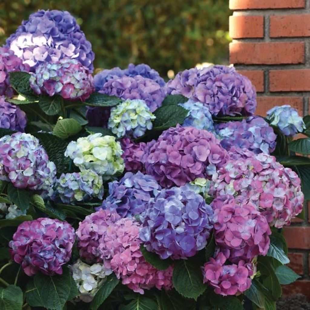 Hydrangea macrophylla L.A Dreamin Lindesy Ann - Bolhortensia