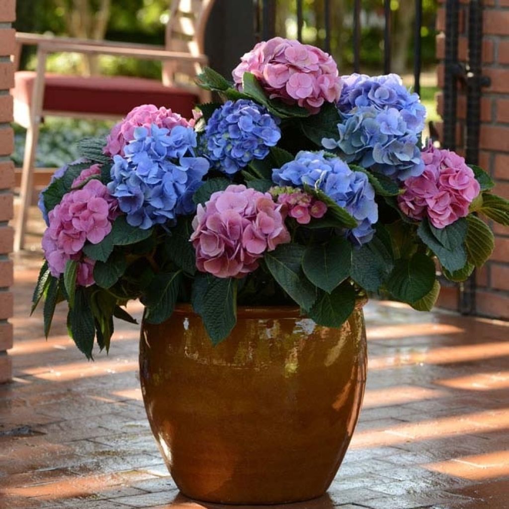 Hydrangea macrophylla L.A Dreamin Lindesy Ann - Bolhortensia