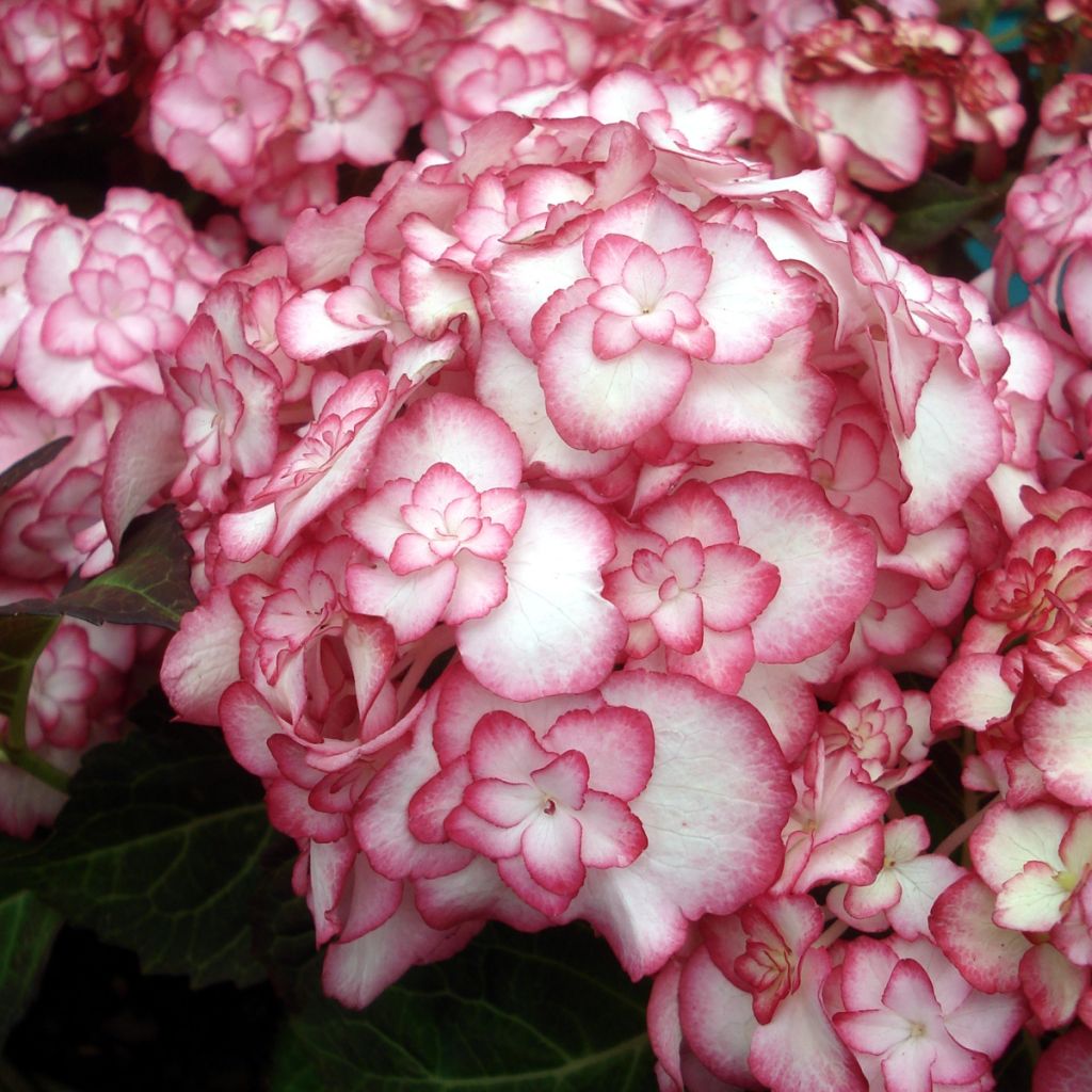 Hydrangea macrophylla Miss Saori - Bolhortensia