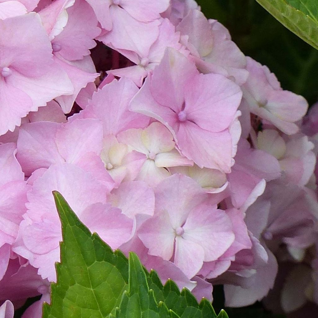 Hydrangea Magical Harmony - Bolhortensia