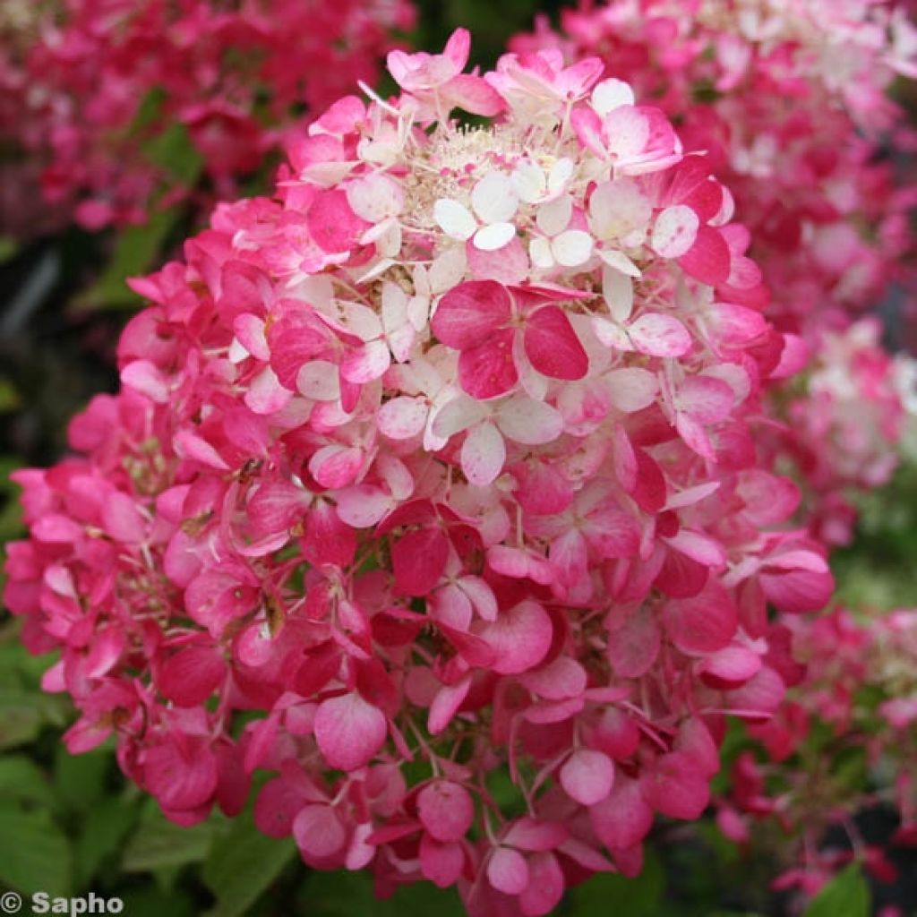 Hydrangea paniculata Diamant Rouge - Pluimhortensia