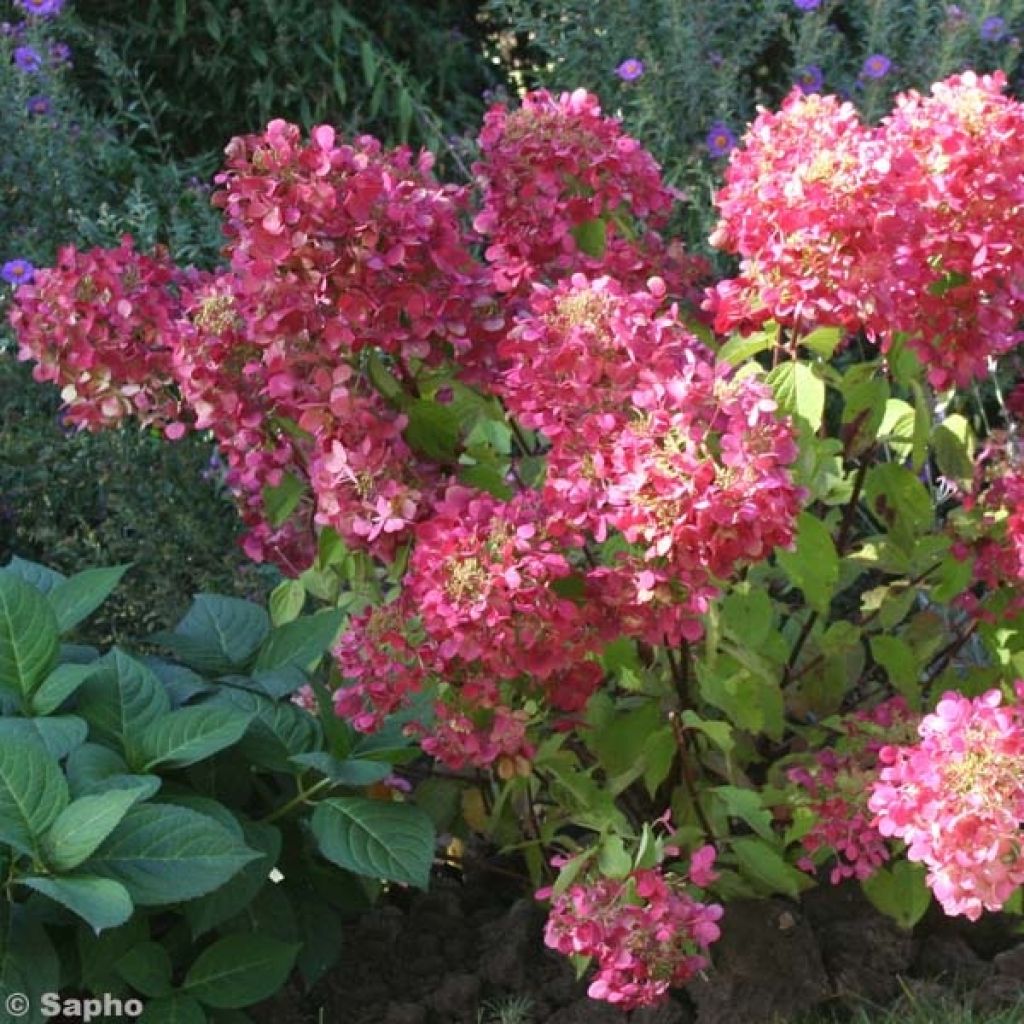 Hydrangea paniculata Diamant Rouge - Pluimhortensia