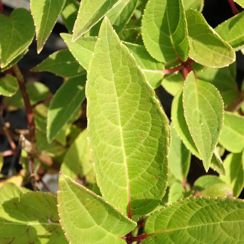 Hydrangea paniculata Dharuma - Dwergpluimhortensia