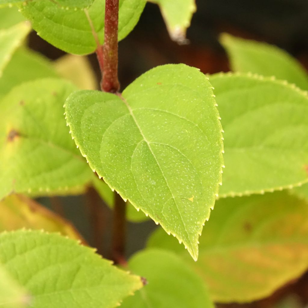 Hydrangea paniculata Pandora - Pluimhortensia