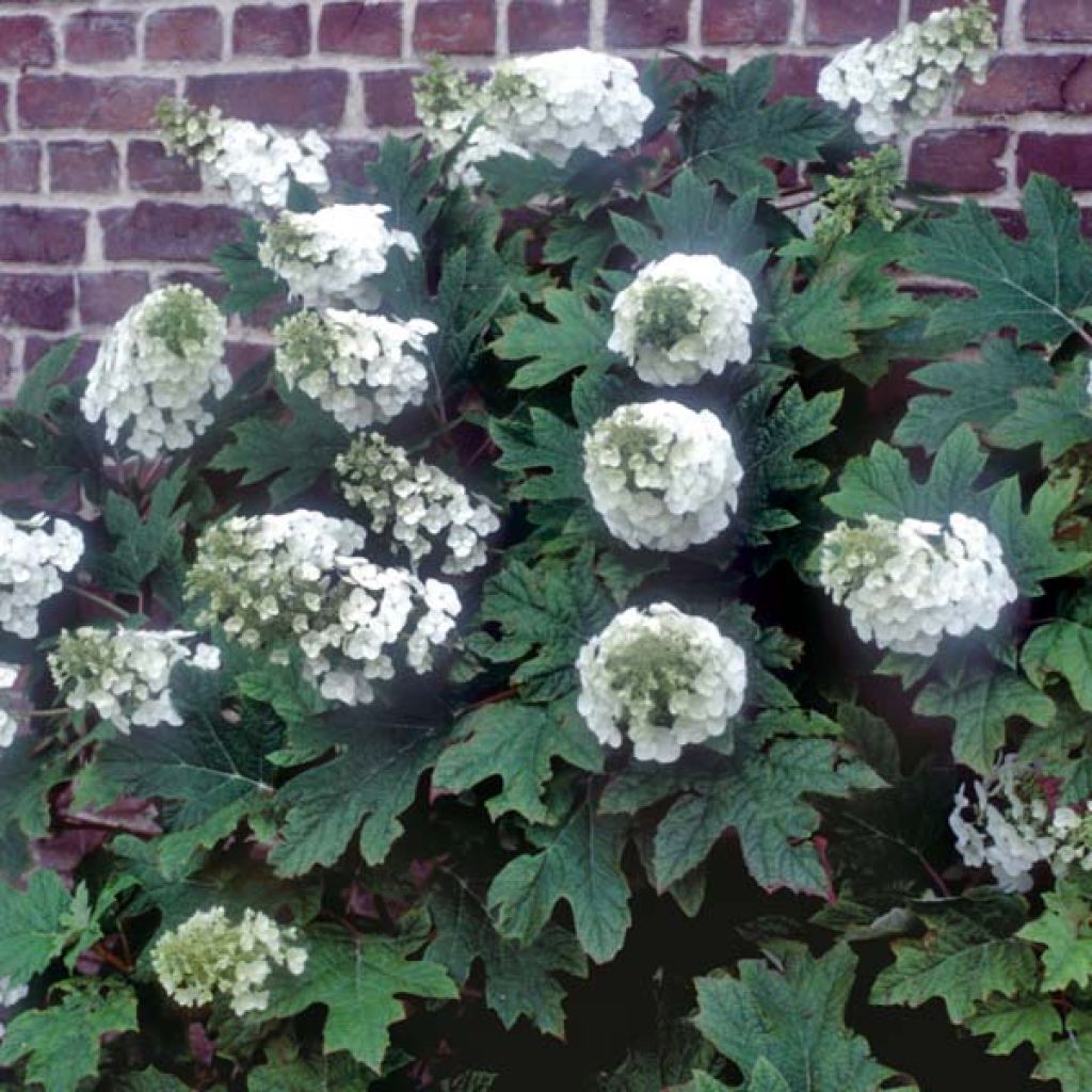 Hydrangea quercifolia Applause - Eikenbladhortensia