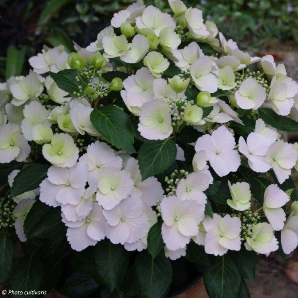 Hydrangea Runaway Bride Snow White - Guirlande hortensia