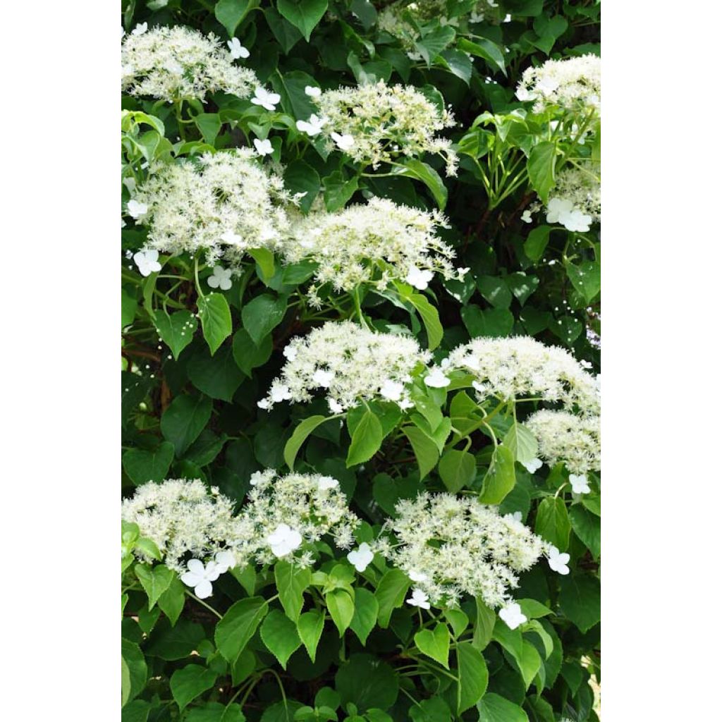 Hydrangea petiolaris - Klimhortensia