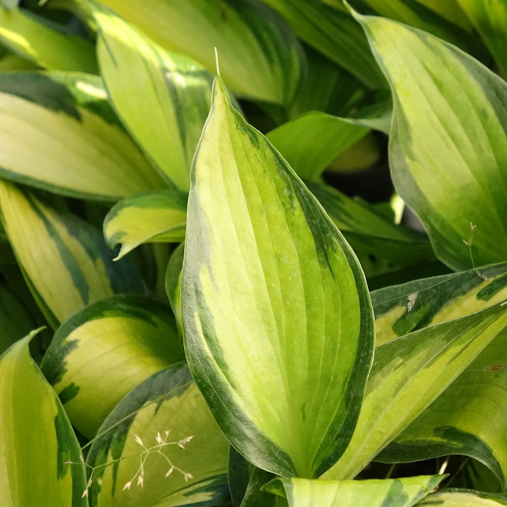 Hosta Ayesha - Hartlelie