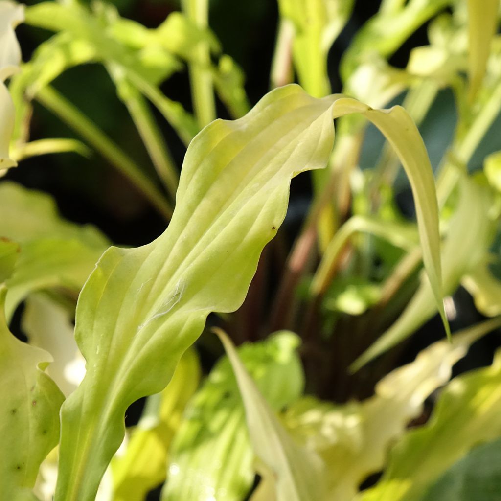 Hosta Curly Fries - Hartlelie