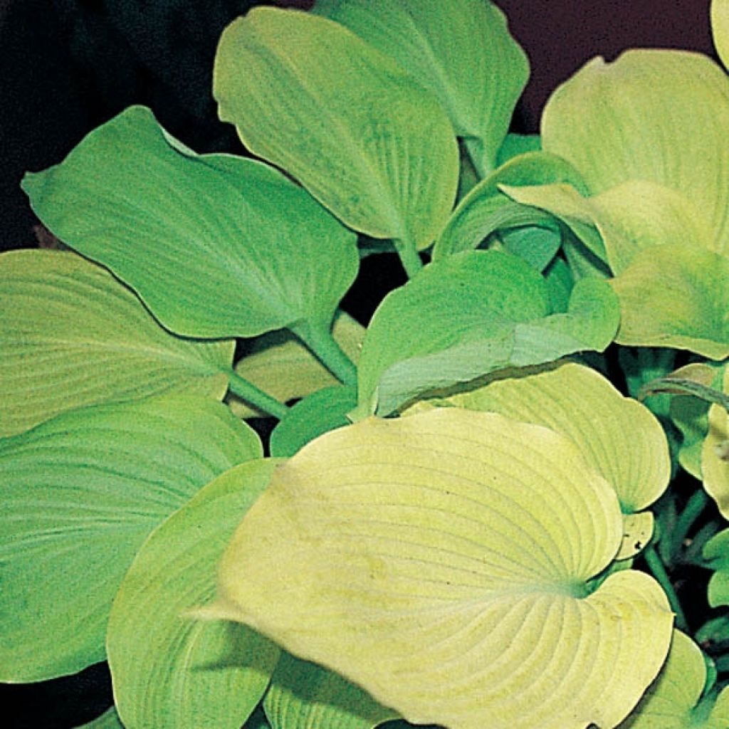 Hosta hybride daybreak
