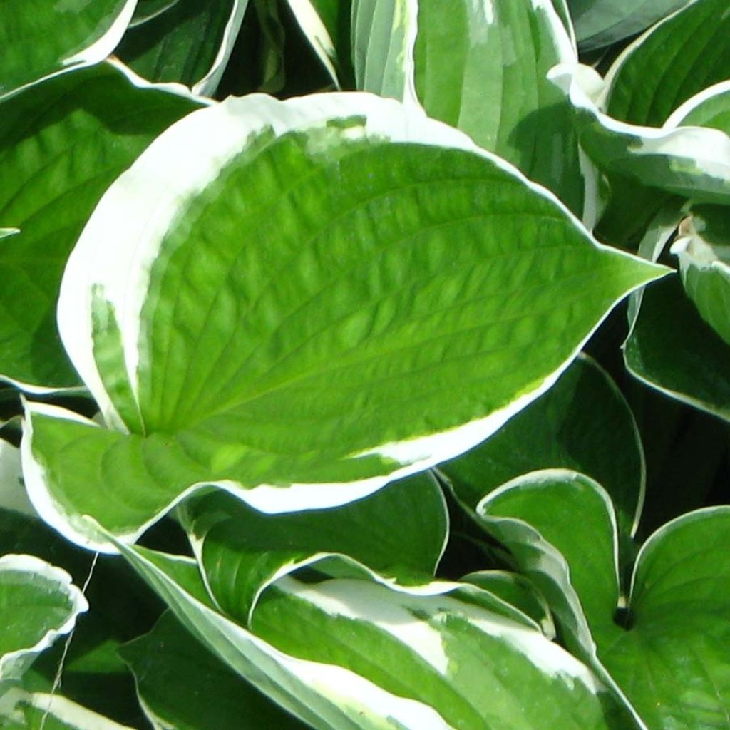 Hosta fortunei Francee - Hartlelie