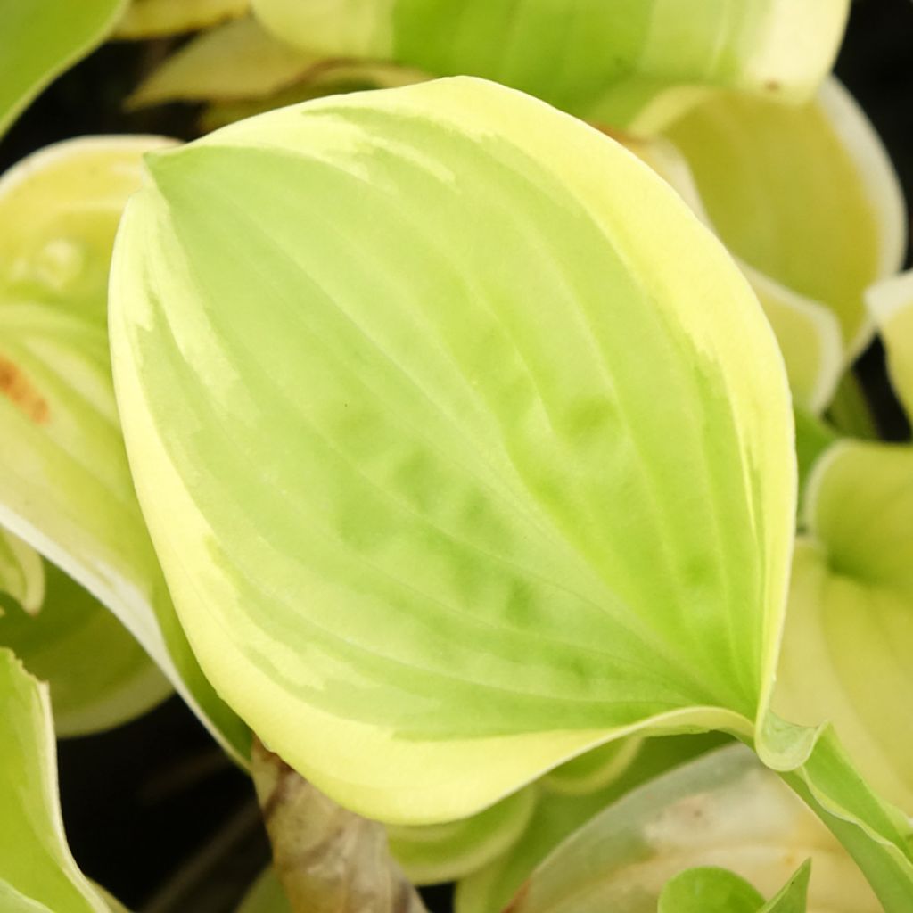 Hosta Fragrant Bouquet - Hartlelie