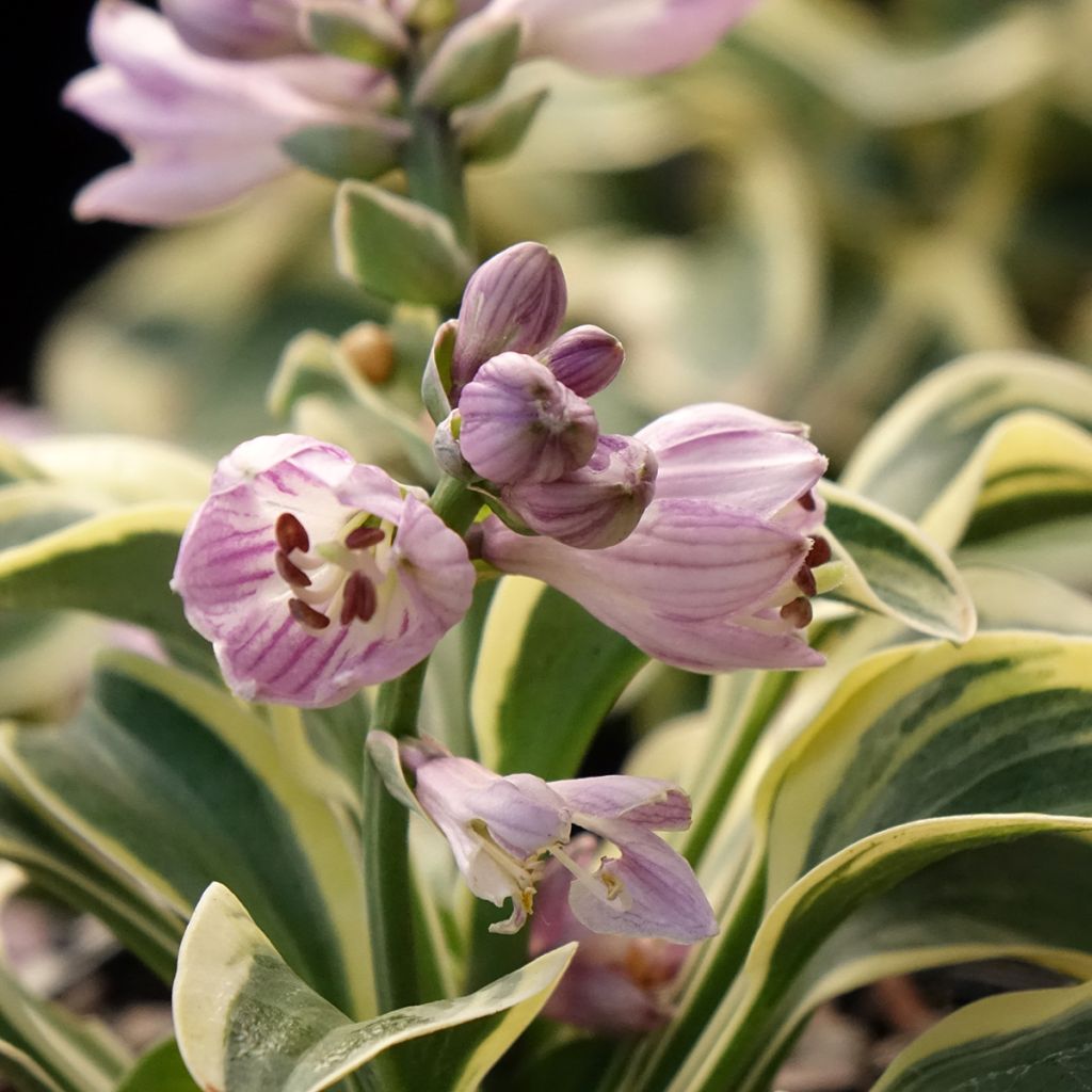 Hosta Frosted Mouse Ears - Hartlelie