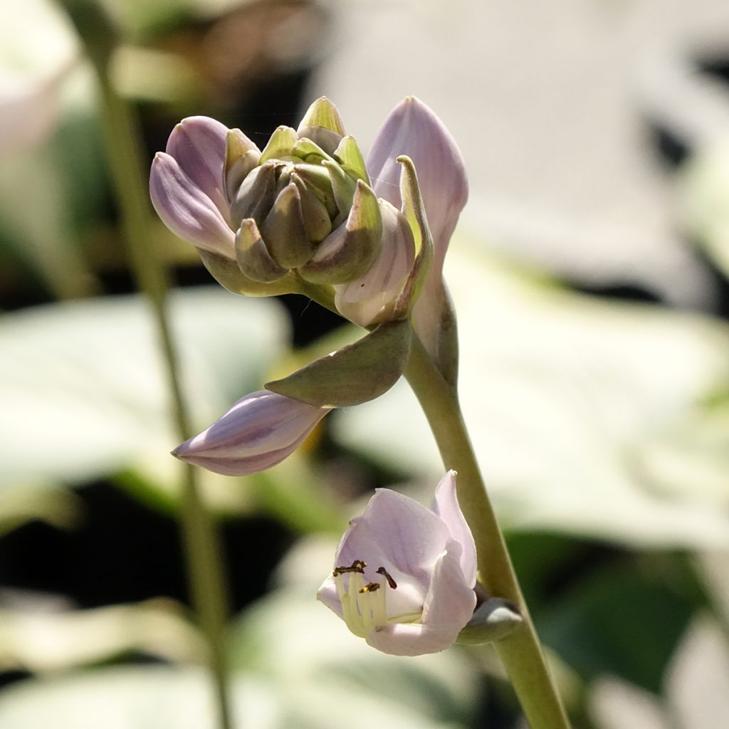 Hosta Goldbrook Glimmer - Hartlelie